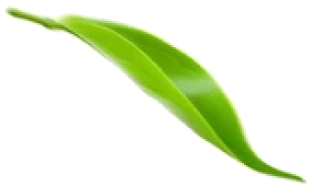 e-luca - fuente biológica de luz y energía